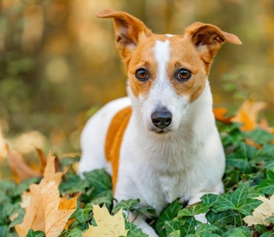 Best smart TVs for seamless streaming across platforms Best smart TVs for seamless streaming across platforms