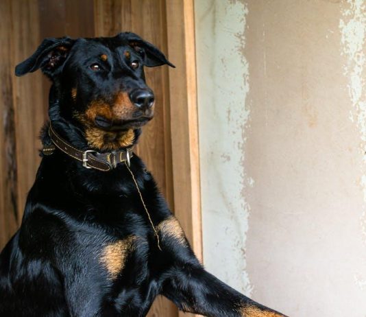 The Ultimate Guide to Loyalty Programs for Streaming Services The Ultimate Guide to Loyalty Programs for Streaming Services