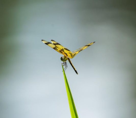 How to Make the Most of Free Trials on Streaming Services How to Make the Most of Free Trials on Streaming Services