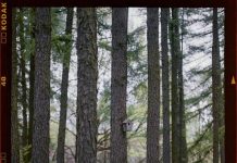 Are Original Films on Streaming Services Diluting Cinema Are Original Films on Streaming Services Diluting Cinema