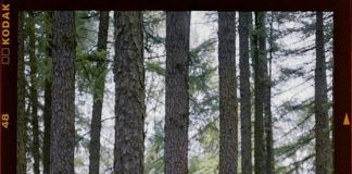 Are Original Films on Streaming Services Diluting Cinema Are Original Films on Streaming Services Diluting Cinema