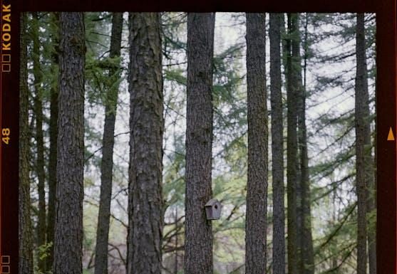 Are Original Films on Streaming Services Diluting Cinema Are Original Films on Streaming Services Diluting Cinema