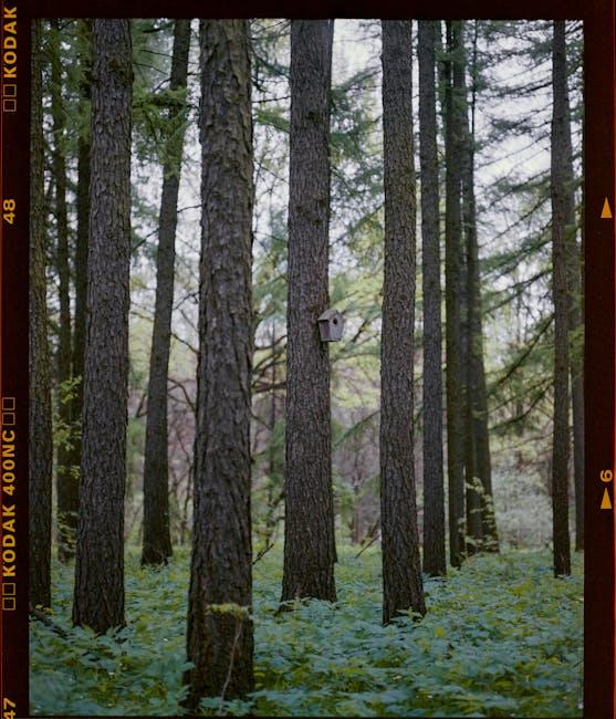 are-original-films-on-streaming-services-diluting-cinema.jpeg Are Original Films on Streaming Services Diluting Cinema