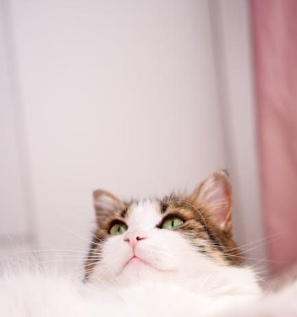 How to Unlock VIP Content on Popular Streaming Services How to Unlock VIP Content on Popular Streaming Services