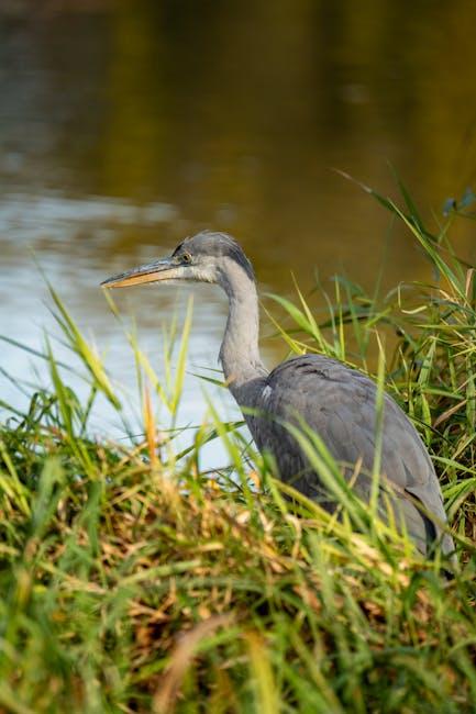 Exploring the Diversity of Wildlife Through Cinematic Lenses