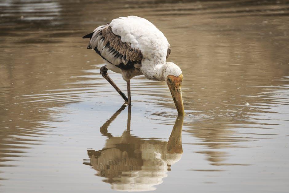 Evaluating the Impact of 4K Streaming on Bandwidth and Data Usage