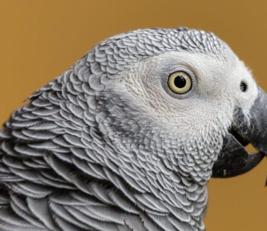 Best smart TVs for 4K streaming without additional devices Best smart TVs for 4K streaming without additional devices